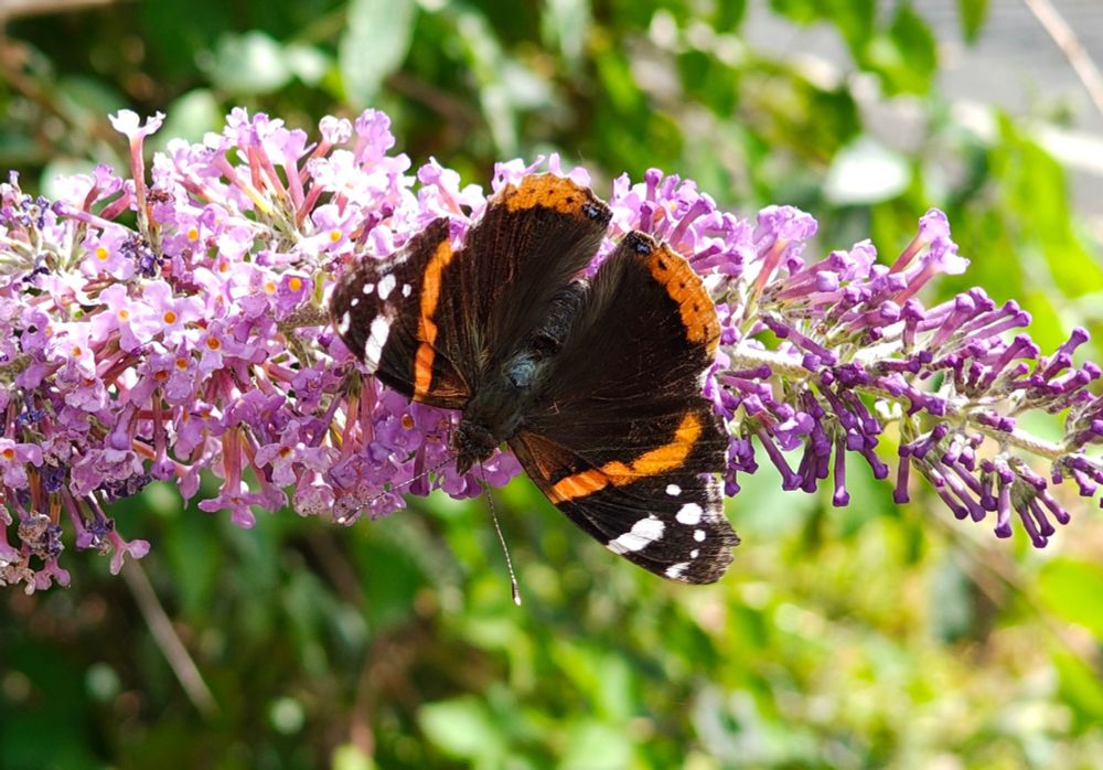 Butterfly with dark brown wings, orange stripe and white dots on a plant 