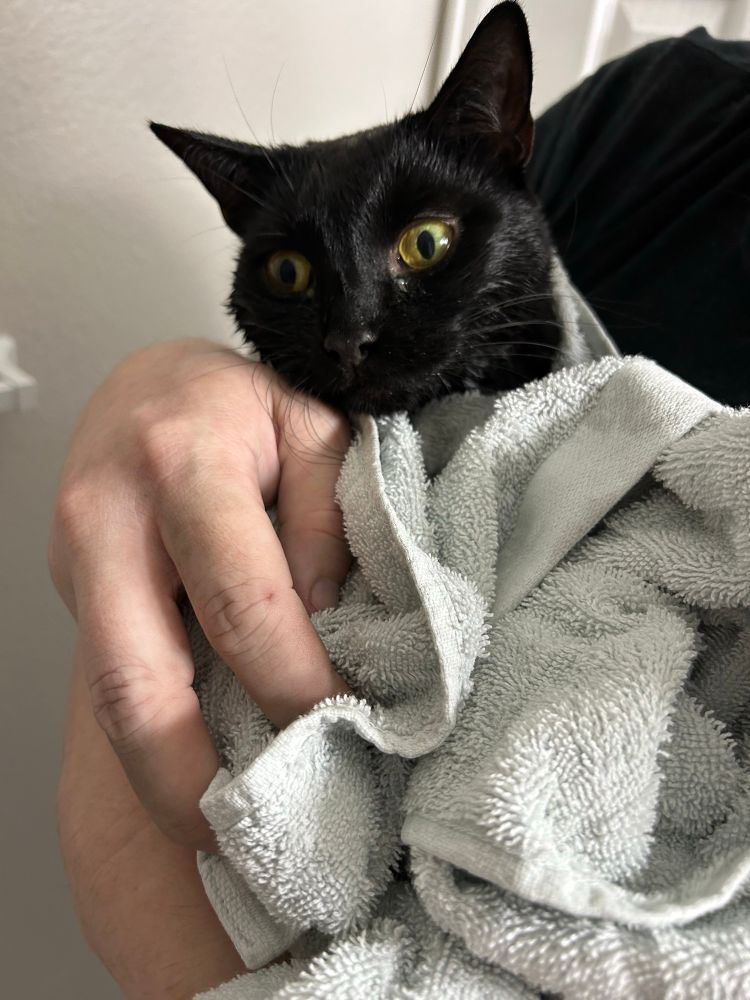 my cat after a bath, wrapped in a towel with terror in his eyes 
