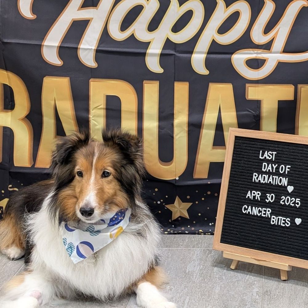 Sable sheltie lying in front of a "Happy Graduation" banner and next to a sign that says "Last day of radiation."