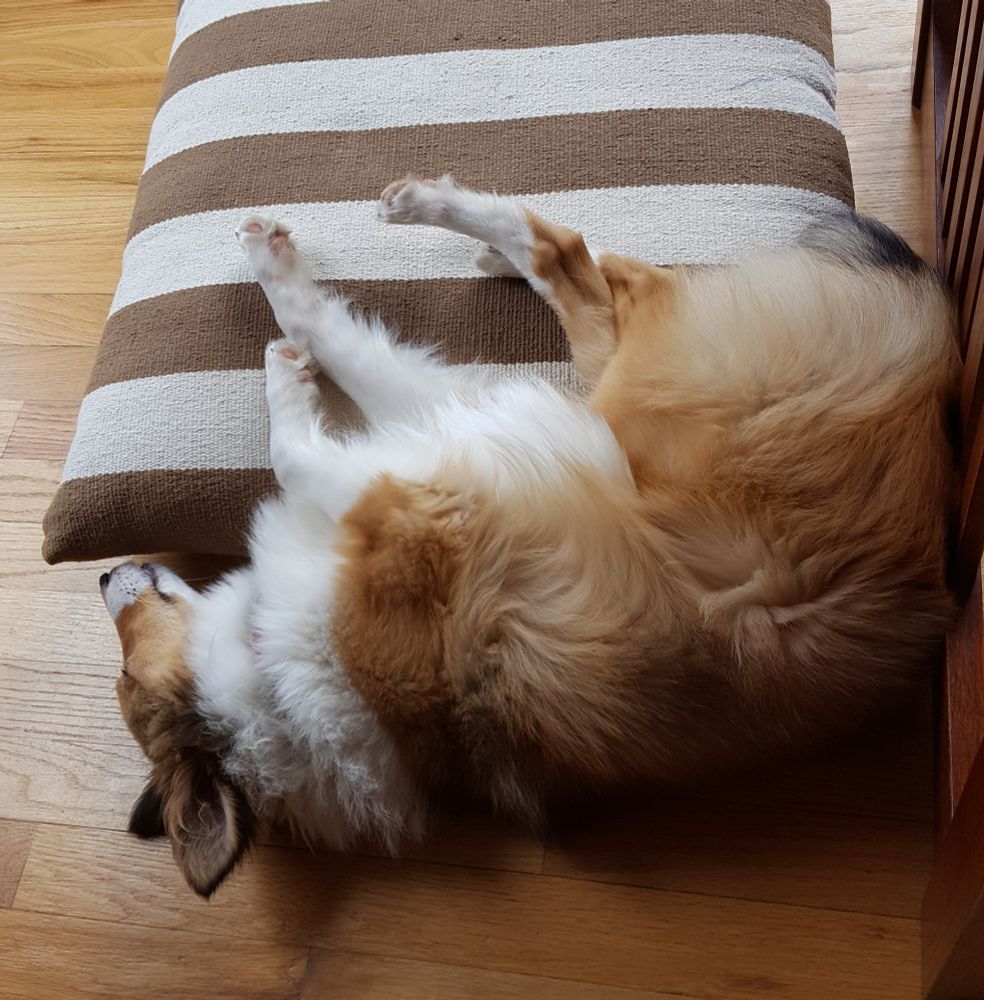 Sable colored sheltie asleep, falling off a brown and white striped pillow.