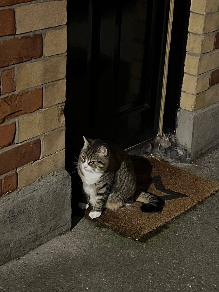 White black grey cat by a door

