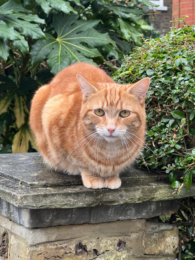 3 pictures of an orange cat. 

