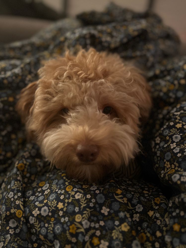 An apricot maltipoo is covered by a blanket which has a flower pattern.