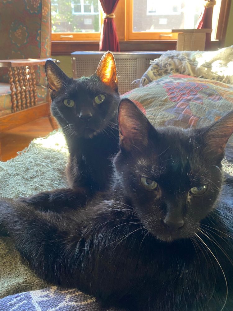 Two black cats, Mickey and Rory.