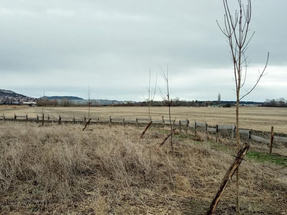 Les grands arbres plantés, le long de la haie et de la palissade de l'espace citoyen