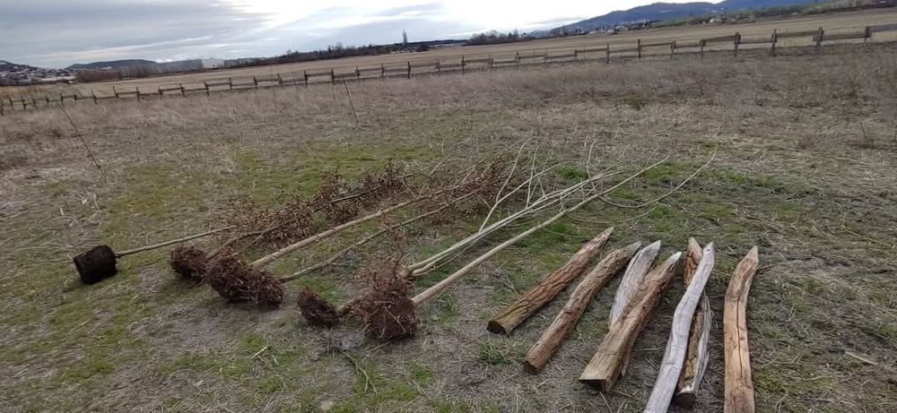 Les arbres posés au sol après leur livraison et les piquets pour les tuteurer