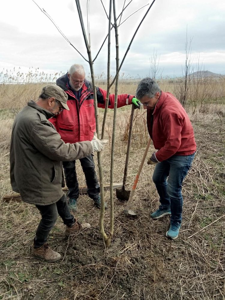 Trous bénévoles du Roseur en train de planter un arbre de grande taille 