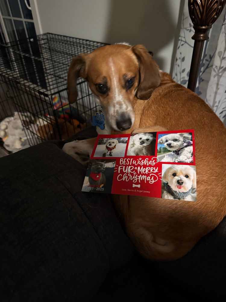 A beagle mix is lying on a gray couch with a Christmas card 