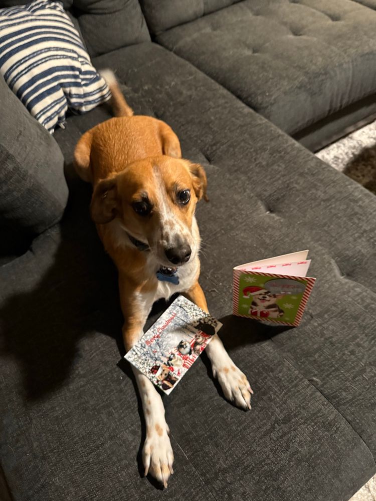 A beagle mix is lying on a gray couch with a Christmas card and picture 