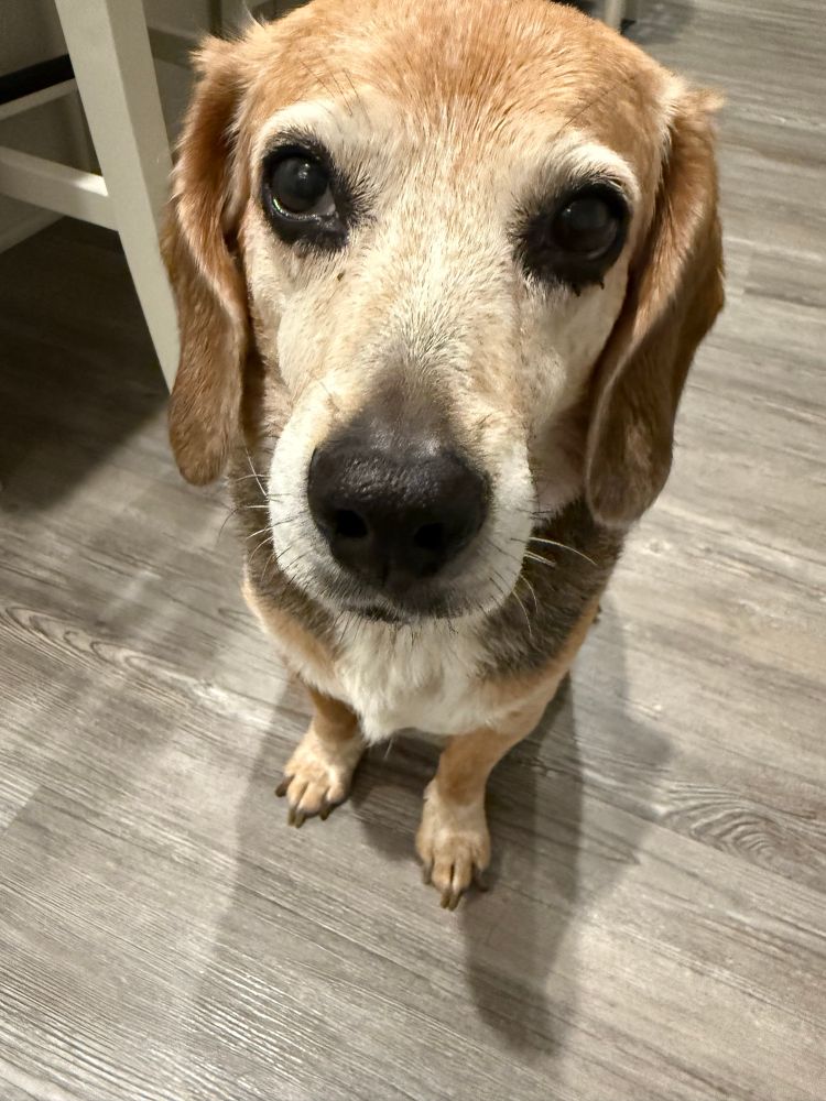 A close up of a small tri color beagle. She is sitting on the floor looking at the camera 