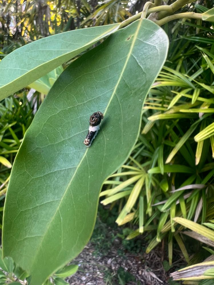 Reader, I couldn’t help you if I tried to identify this bug. We’re talking moth caterpillar territory. We’re talking Caterpie from pokemon wearing camouflage. All I can tell is that it’s on a Greath Southern Magnolia leaf and it legitimately looks like almost-but-not-quite lizard poop. 10/10 camouflage for a bug out here.