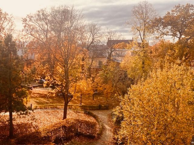 View from an office window at Research Institute for Sustainability, Potsdam, Germany. The trees have turned yellow and orange in autumn.
