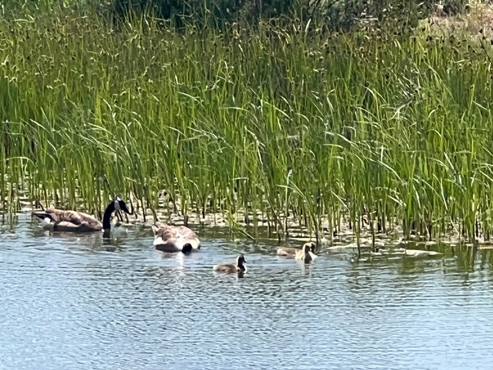 Canadian geese with goslings