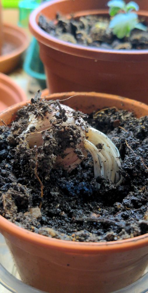 A garlic clove in a tiny plant pot. It has lifted itself out of the soil with its roots, which are now exposed.