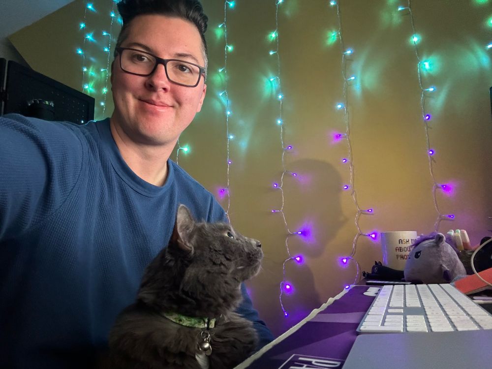 Grey furry cat sits in my lap at my work desk. The cat is staring at twinkly lights on my wall. 