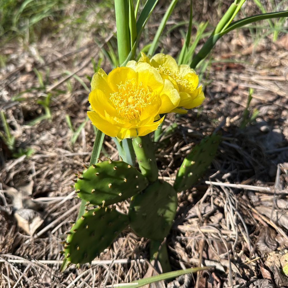 Eastern Prickly Pear yellow flower
