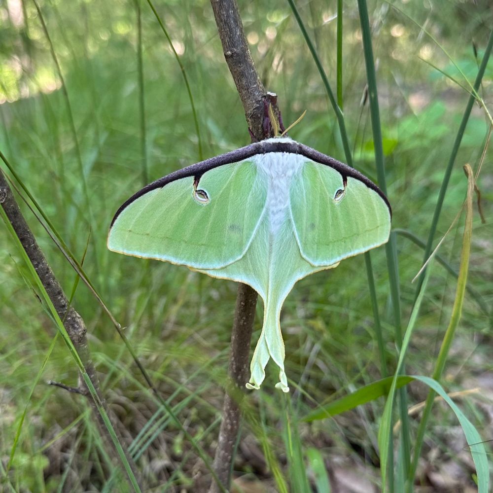 Luna Moth