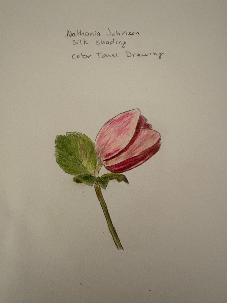 A color tonal shaded drawing of a closed Lenten Rose. It is mostly soft pink with some dark pink shadow areas. Plus two green leaves and a stem.