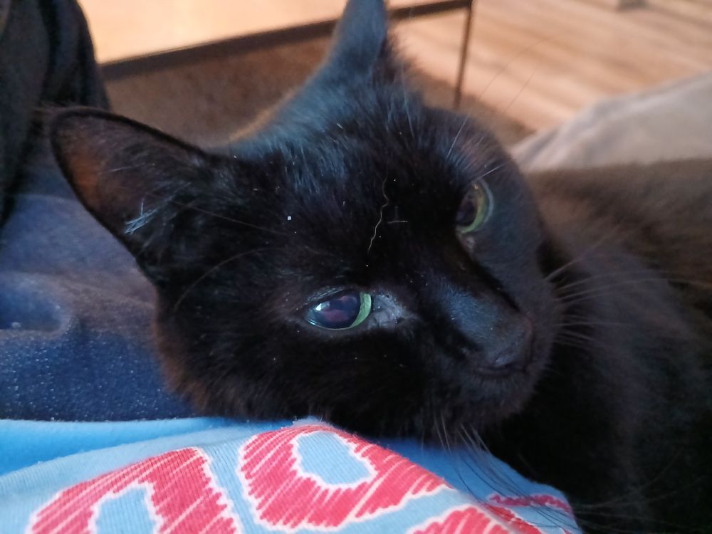 She comes to me for pats