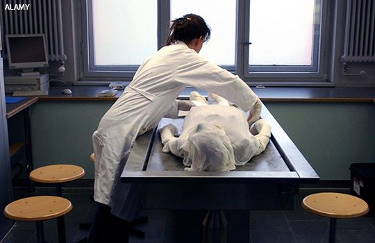 Dissection