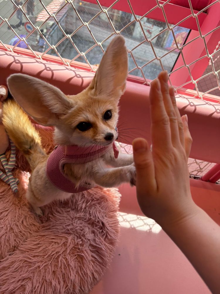 A photo of a fennec fox, standing on its hind legs, resting its front paws on the palm of a person's hand. The fennec looks in the direction of the camera.