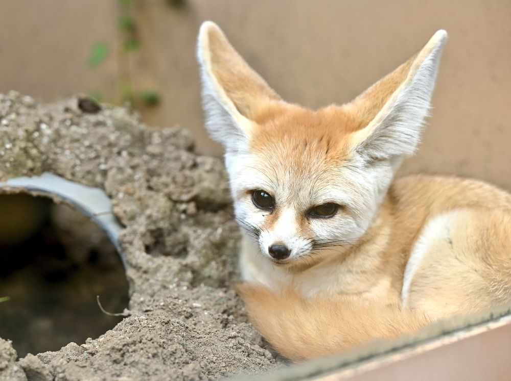 A photo of a fennec fox, laying on the dirt and looking at the viewer. To the left of the fox one can see a little tunnel the foxes will sometimes play or cuddle in.