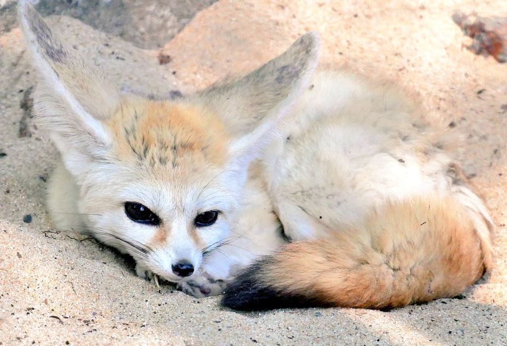 A photo of a fennec fox, laying on the sands. The fennec is curled up.