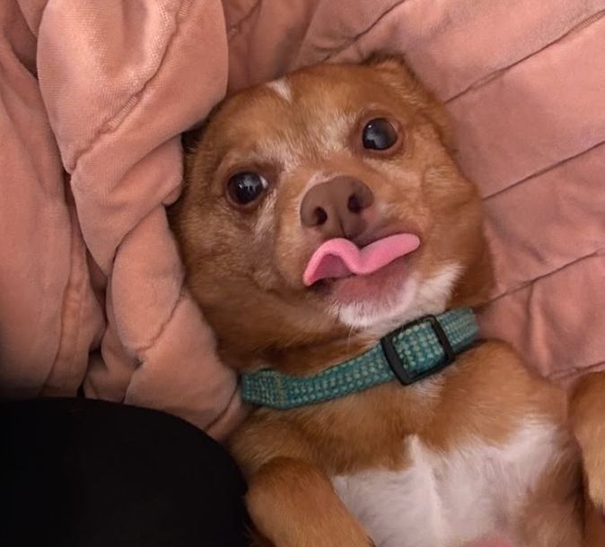 a small reddish brown dog with a green collar and a cute brown nose sticking his tongue out