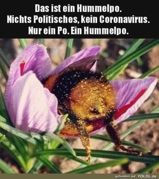 Foto eines Blütenkelches, aus dem  das mit Pollen bestaubte Hinterteil einer Hummel ragt. Überschrift: "Das ist ein Hullelpo. Nichts Politisches, kein Coronavirus. Nur ein Po. Ein Hummelpo."