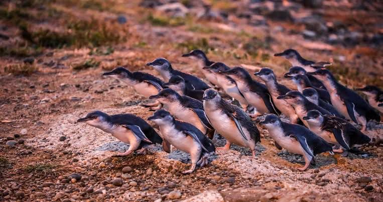 A gaggle of little blue penguin or korora coming up the beach to their nests. 