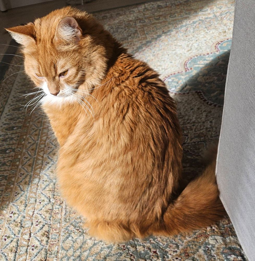 Semlan, en orange katt med vita tecken, sitter på en matta och tittar mot solen som skiner in genom fönstret