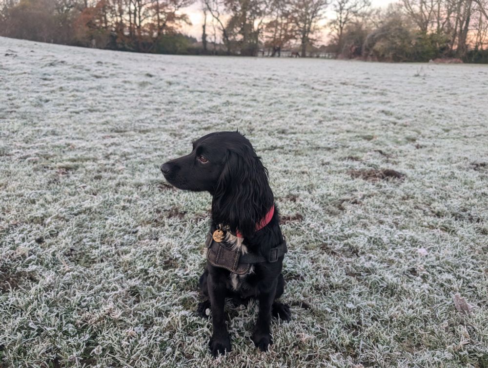 Picture of a black spaniel sitting nicely on frosty grass in a field with trees in the background 