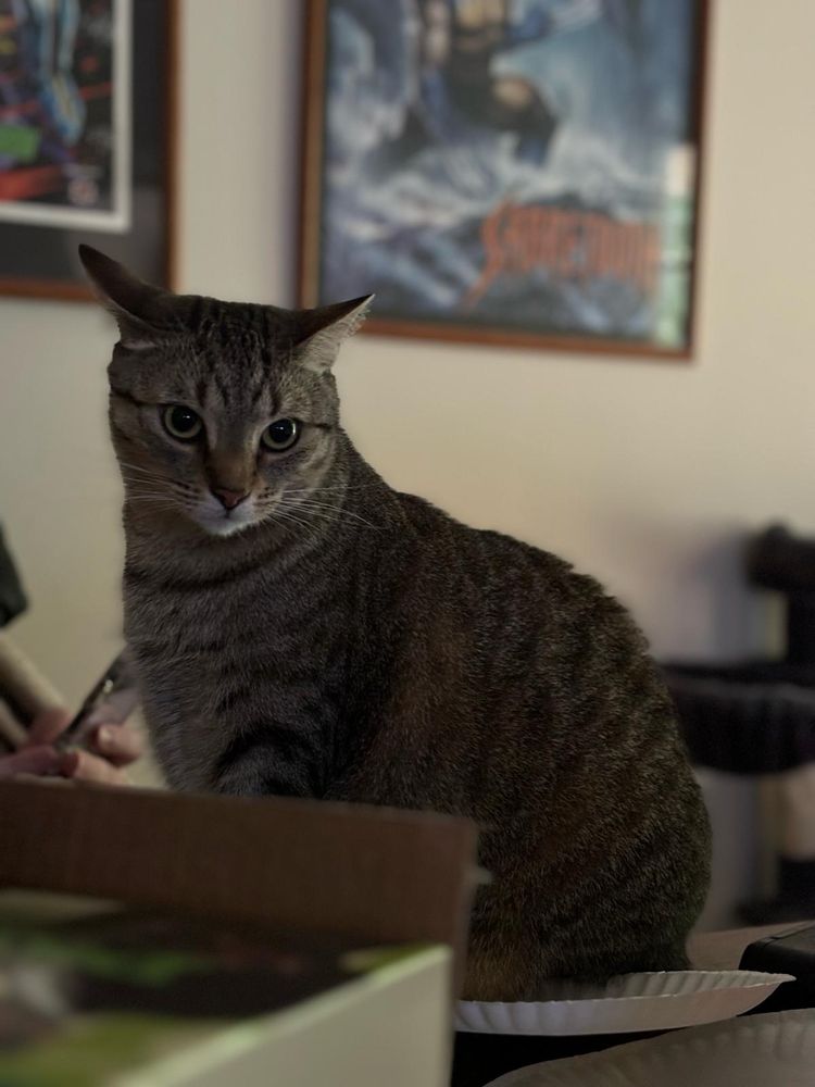 A cat (really cool) sitting down.