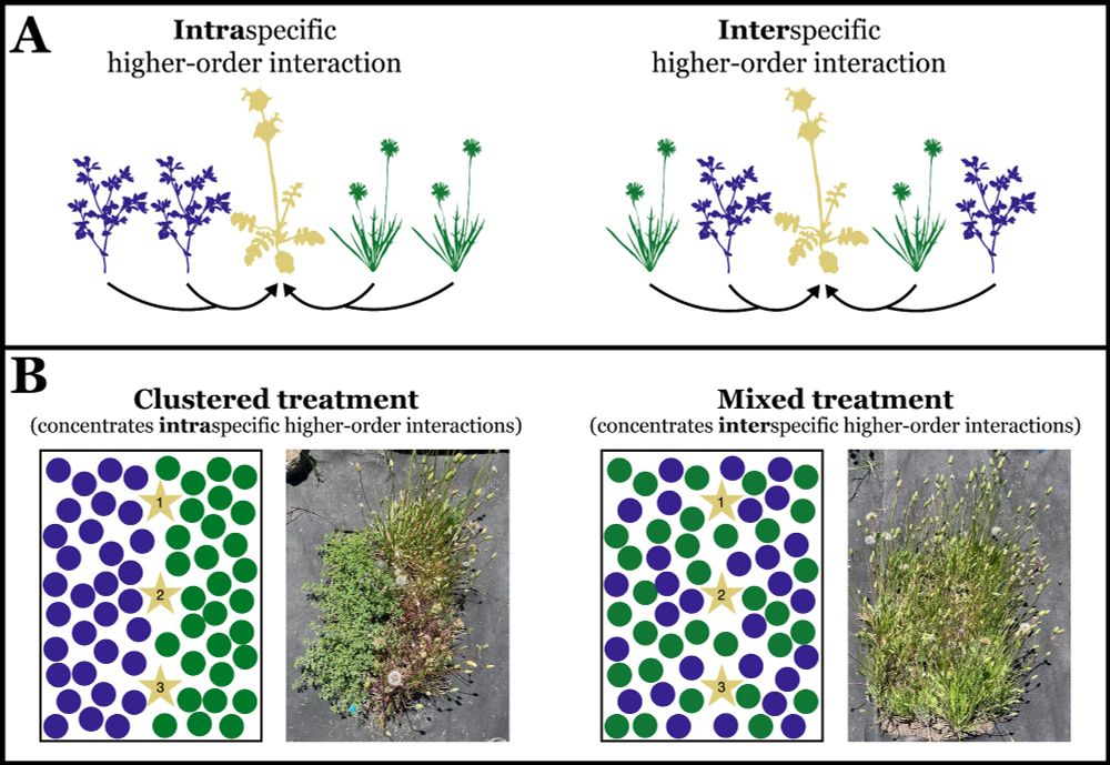 (A) A conceptual diagram of interspecific and intraspecific higher-order interactions among annual plants. (B) Conceptual diagrams (along with pictures of actual annual plants) of two different spatial arrangements of competitors to manipulate the relative frequecy of inter to intraspecific higher-order interactions.