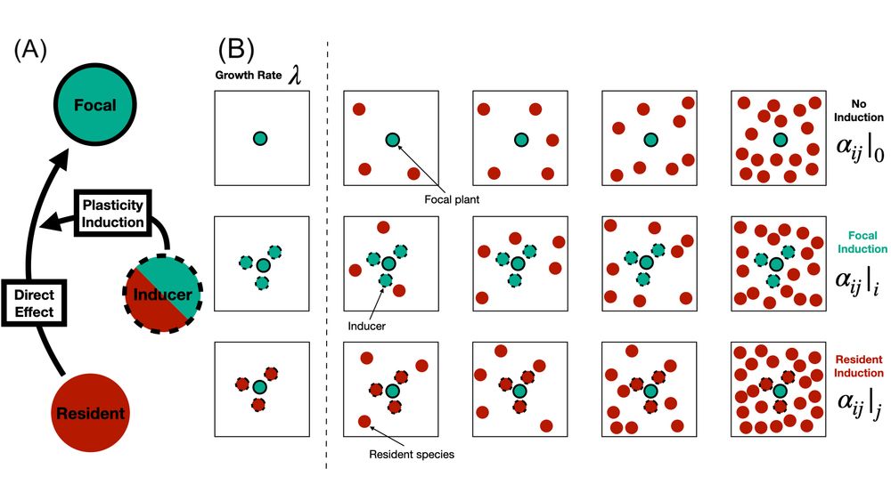 (A) Conceptual diagram of how early-season competition induces plastic responses in focal plants. (B) Species interactions are measured across a density gradient of resident competitors with no induction, with induction from individuals of the focal species or from the resident species.