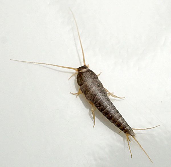 Silverfish (insect)