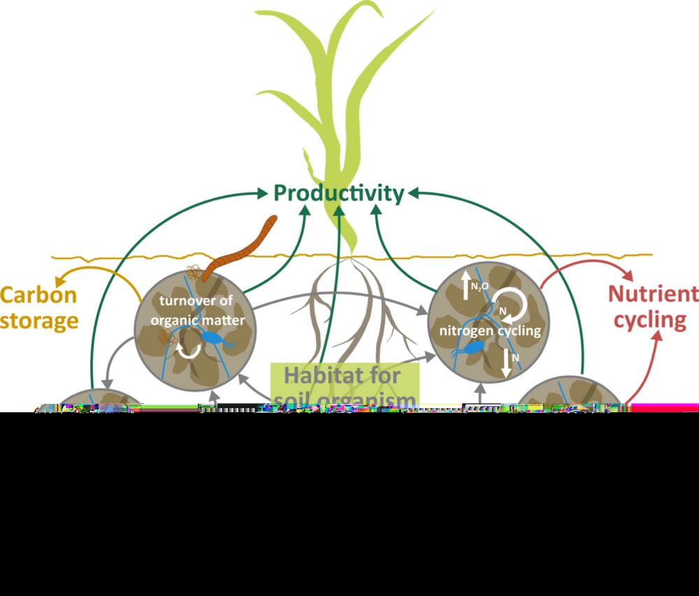 How to adequately represent biological processes in modeling multifunctionality of arable soils - Biology and Fertility of Soils