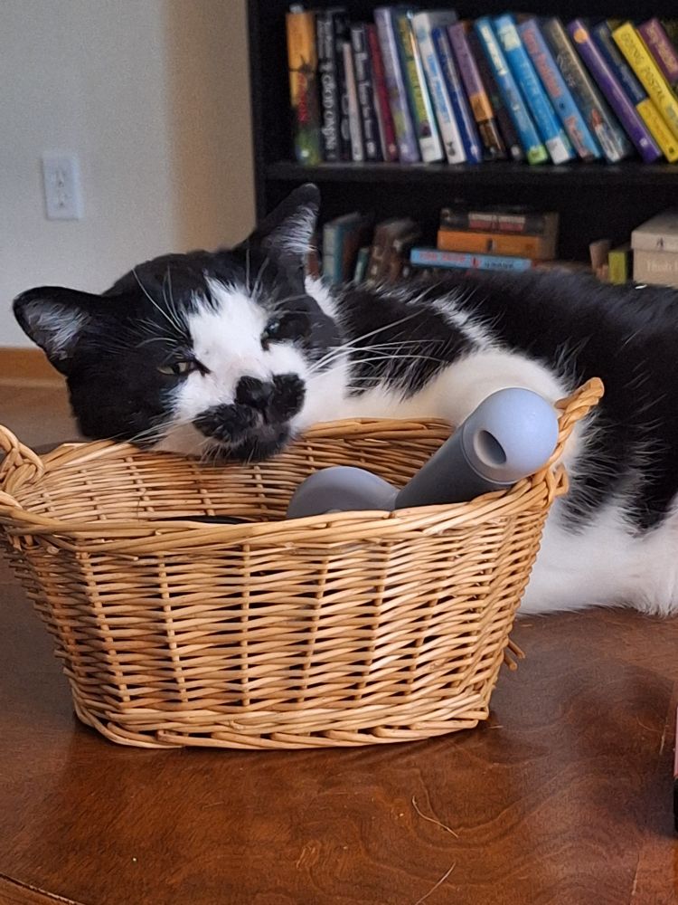 Otis B. Driftwood, a rumpled tuxedo cat, rests his chin on the little basket containing his beloved brush (and his less-beloved nail trimmers). 