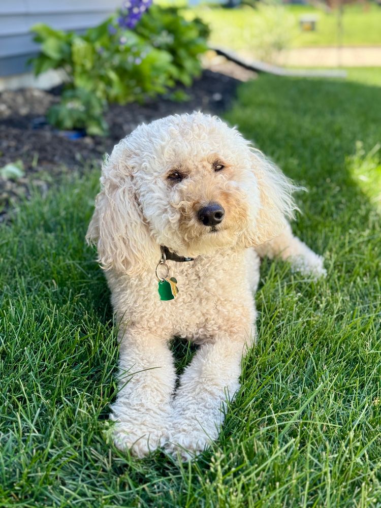 Adult golden doodle lying in the grass. 
