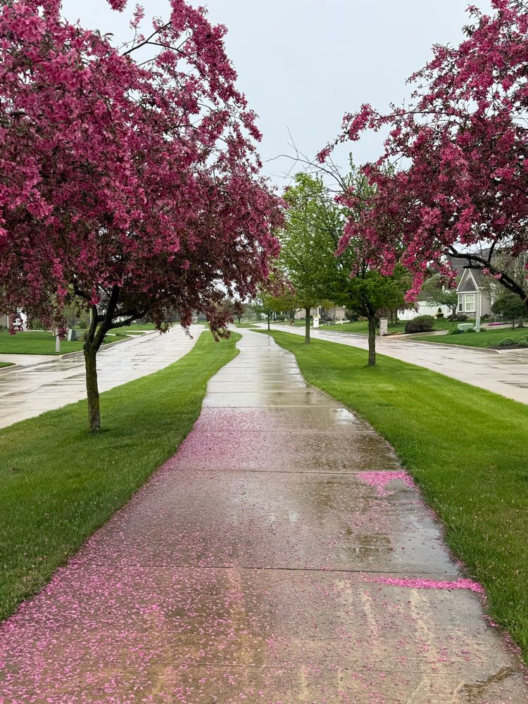Sidewalk flanked by lush green grass and flowering crabapple trees with pink petals sprinkled along the walk. 