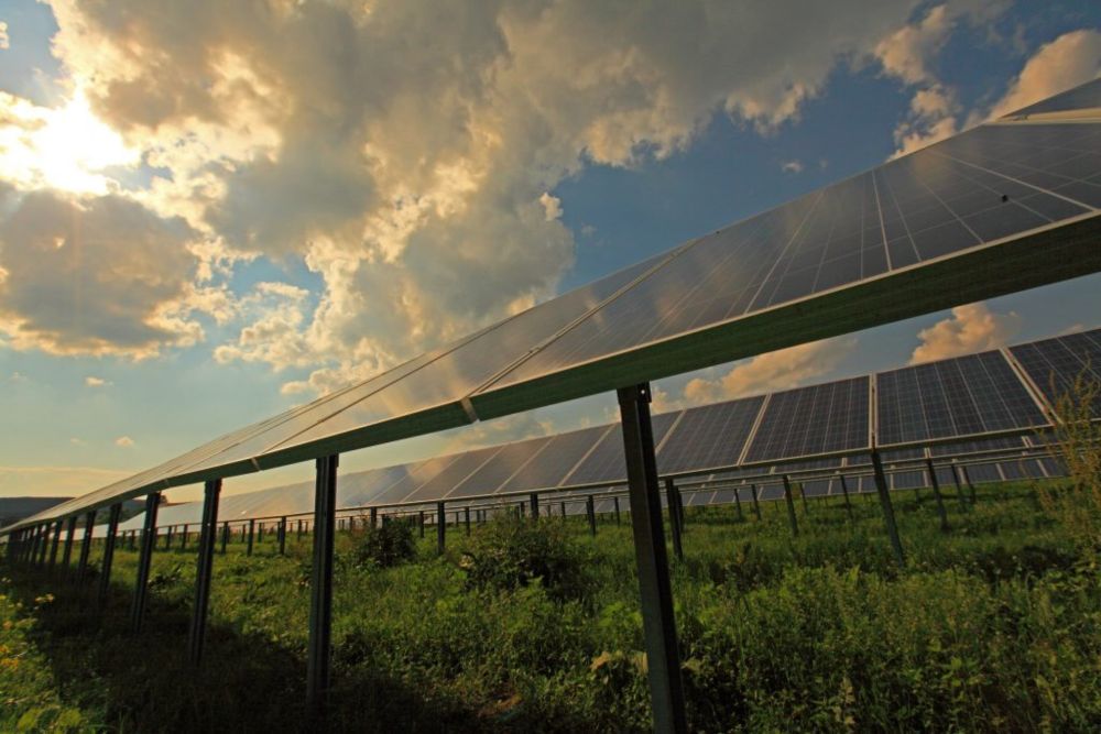 Study shows how solar farms can revive insect populations