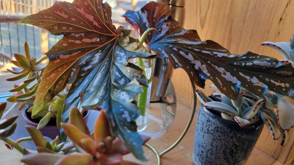 Dramatic dark and serrated begonia leaves with silver spots being started in water, surrounded by some other succulent cuttings