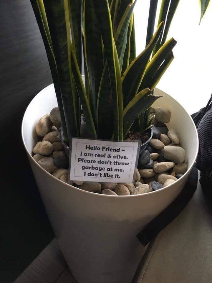 Picture of a snake plant with a sign: hello friend, I am real and alive. Please don't throw garbage at me. I don't like it
