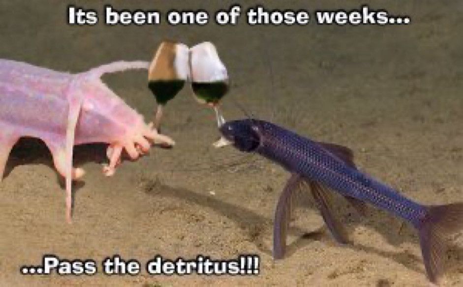 A strange aquatic animal (sea cucumber?) and a fish on the ocean bottom clinking wine glasses, with the caption "Its been one of those weeks... ...pass the detritus!!!"