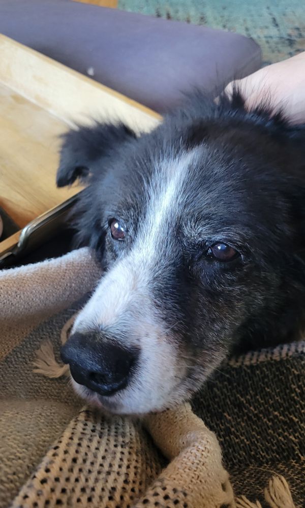 Cameron the dog an elderly collie mix politely requesting to be petted while I click around on my phone 
