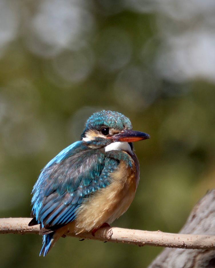 Kingfisher with bokeh background.
