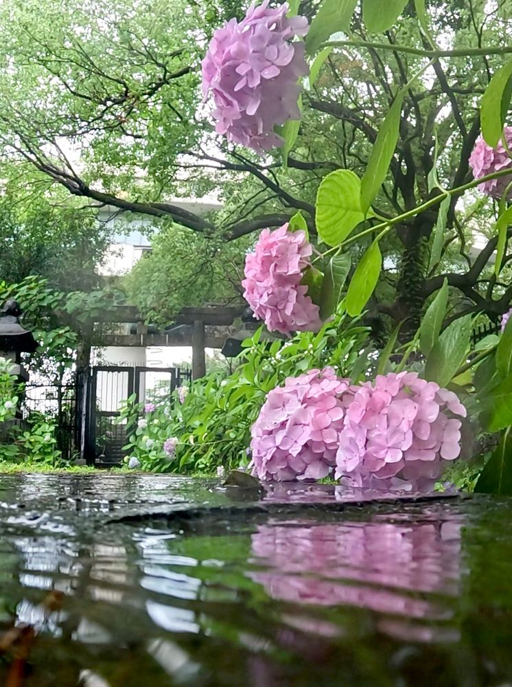 Pink hydrangeas reflected in the ripples of some rain on the ground. Green trees, a stone Torii and a gate bolted shut behind them. 