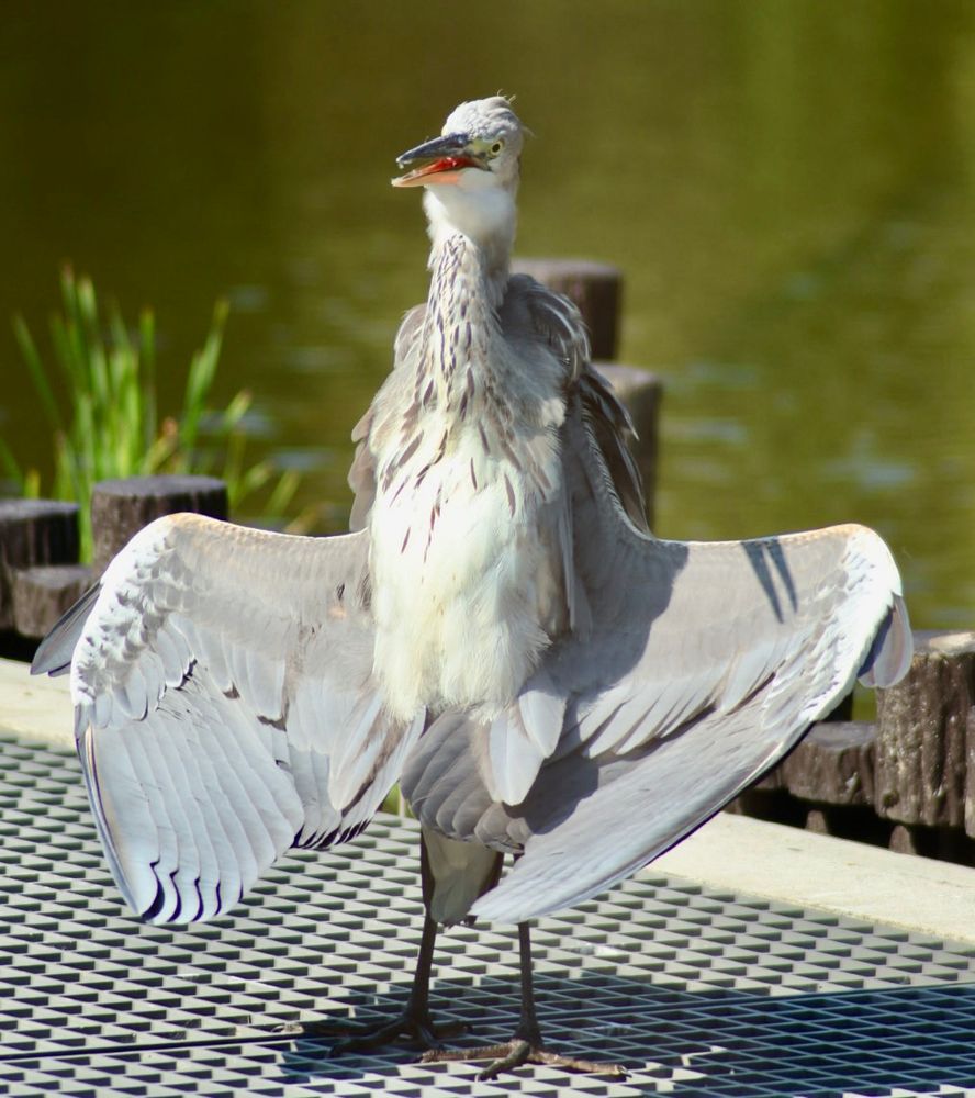 Grey heron spreads his wings out over an air vent on another hot morning in Tokyo, and inadvertently becomes a starship. 