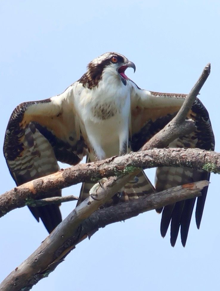 An osprey today, holding onto a branch with its horror talons, wings half open, head turned to one side, beak wide open with a  visible tongue that might be called a blep if it weren’t so obviously telling someone to fuck all the way off. Light blue sky. 