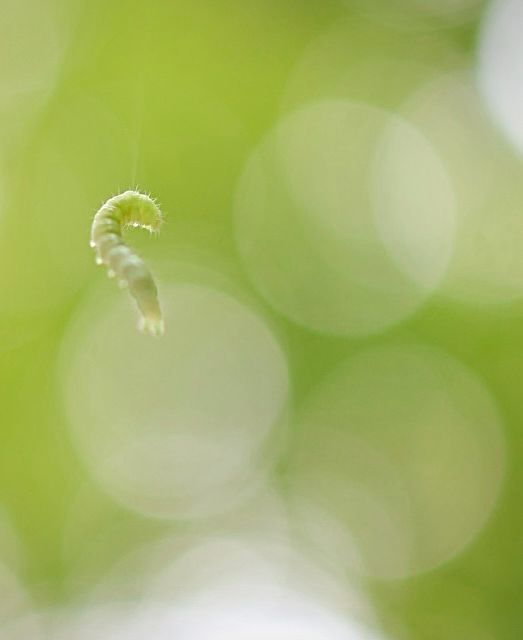 Tiny green inchworm against green and white bokeh background. Curled into half a broken heart and hanging on a thread 